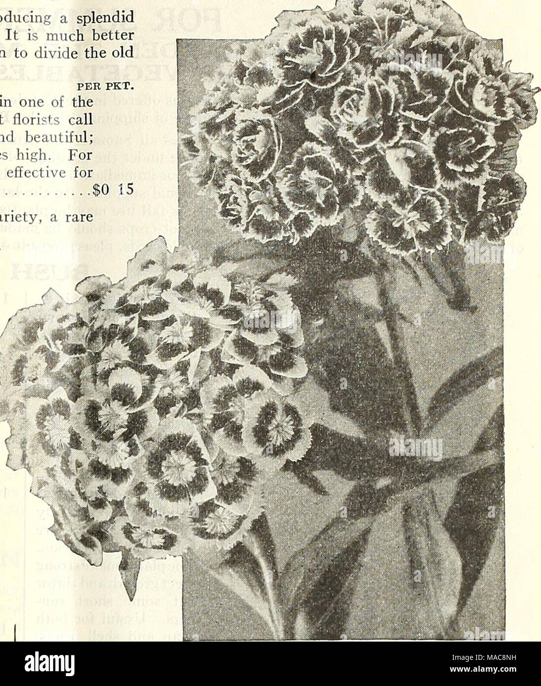 . Dreer la metà estate elenco 1928 . Come Double ,nd singola Willlvm dolce Veronica (Speedweii) PER PKT. 4374 Maritima. Una molto bella Speedwell crescente circa 2 piedi alto e produrre picchi di lunga di fiori blu da luglio a settembre $0 10 4376 Spicata. Un elegante hardy impianto di confine, in crescita di circa IJ piedi alto, produrre picchi di lunga di un blu brillante fiori in giugno e luglio 10 Foto Stock