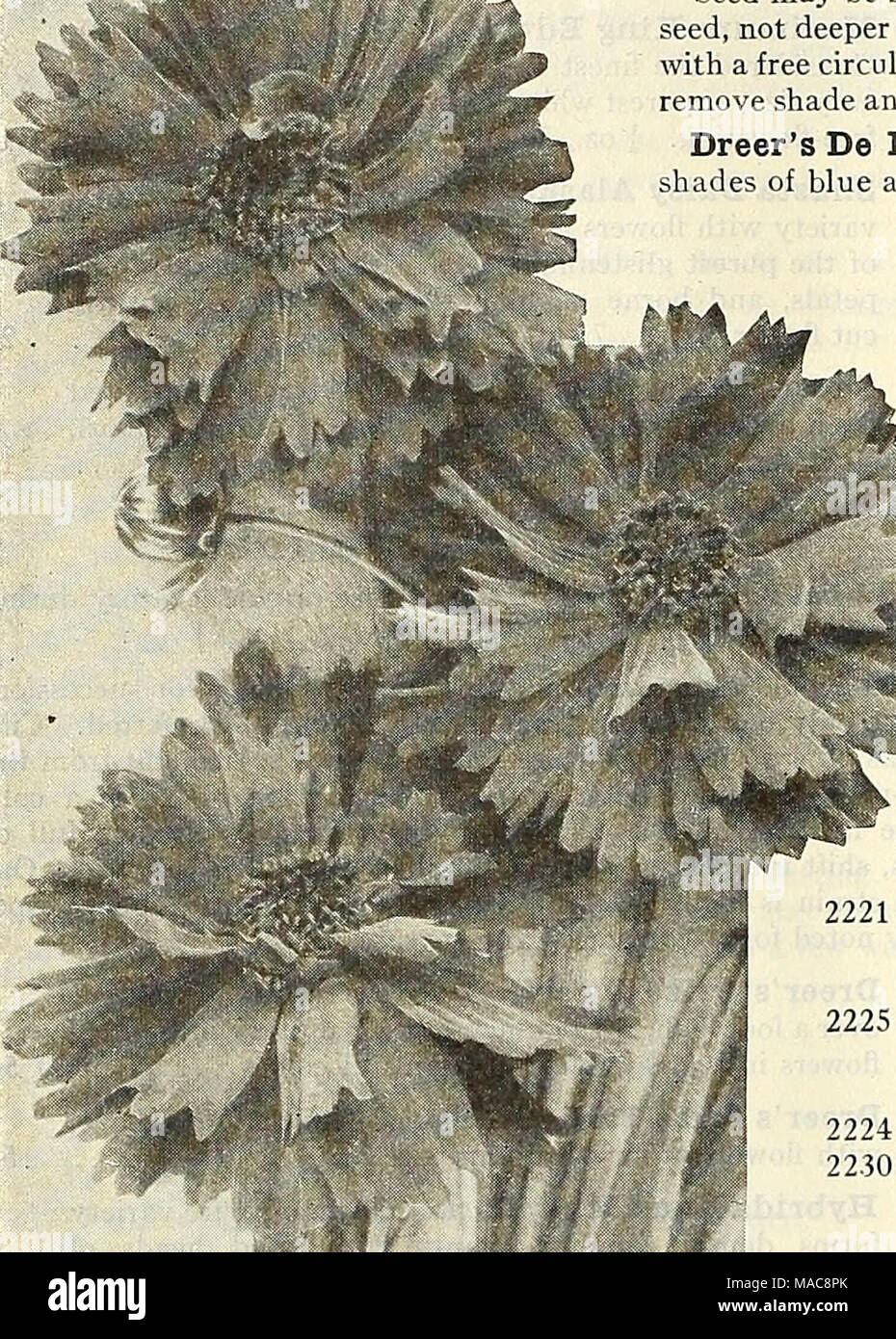 . Dreer la metà estate elenco 1928 . Delphinium (Hardy Perenntal Larkspur) sementi possono essere seminate in qualsiasi momento dalla primavera all'autunno. Seminare in terra fine alla profondità del seme, non più profonda | pollice. Fermo il suolo e inumidire accuratamente. Tenere ombreggiato e umido, con una libera circolazione di aria in corrispondenza di tutti i tempi. In circa venti giorni il seme appuntito lascia apparirà, rimuovere ombra e quando il vero o round lascia apparire, trapianto ai loro posti permanenti. Dreer De Luxe ibridi. Un meraviglioso ceppo che può essere fornito nel separare sfumature di blu così come mescolato, come segue: 2241 Dreer De Luxe luce ibridi Foto Stock