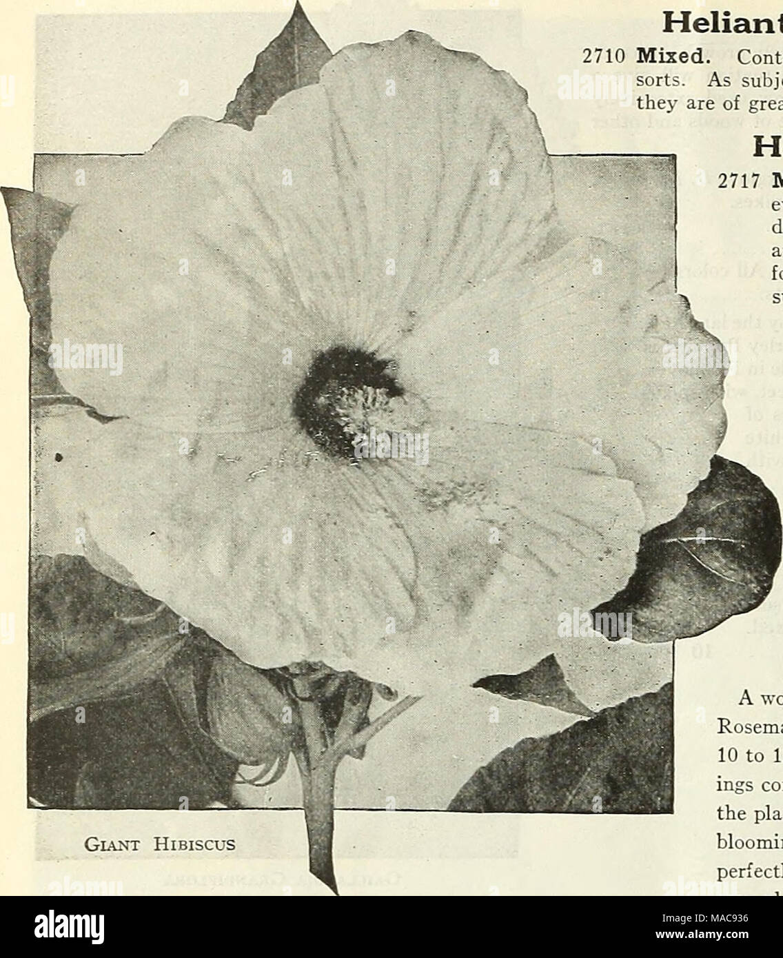 . Dreer dell elenco di mezza estate 1927 . Gigante Grevillea Hibiscus (suk quercia) PER PKT. 2681 Robusta. Una molto bella e graziosa pianta ornamentale con fern-come fogliame; eccellente per la decorazione della tavola; facilmente sollevato dal seme; produrre buoni impianti di dimensioni in un breve periodo di tempo; hardy in Florida e in California, dove è popolare come un albero ornamentale IN MODO 10 GypSOphila (Bimbo di respiro) abbastanza libera-fioritura di piante elegante, riuscendo in qualsiasi suolo di giardino. La loro misty pannocchie bianco di bloom sono largamente utilizzati per la miscelazione con altri fiori recisi. 2687 Elegans alba grandiflora. Questo è un miglioramento di grande fioritura puro Foto Stock