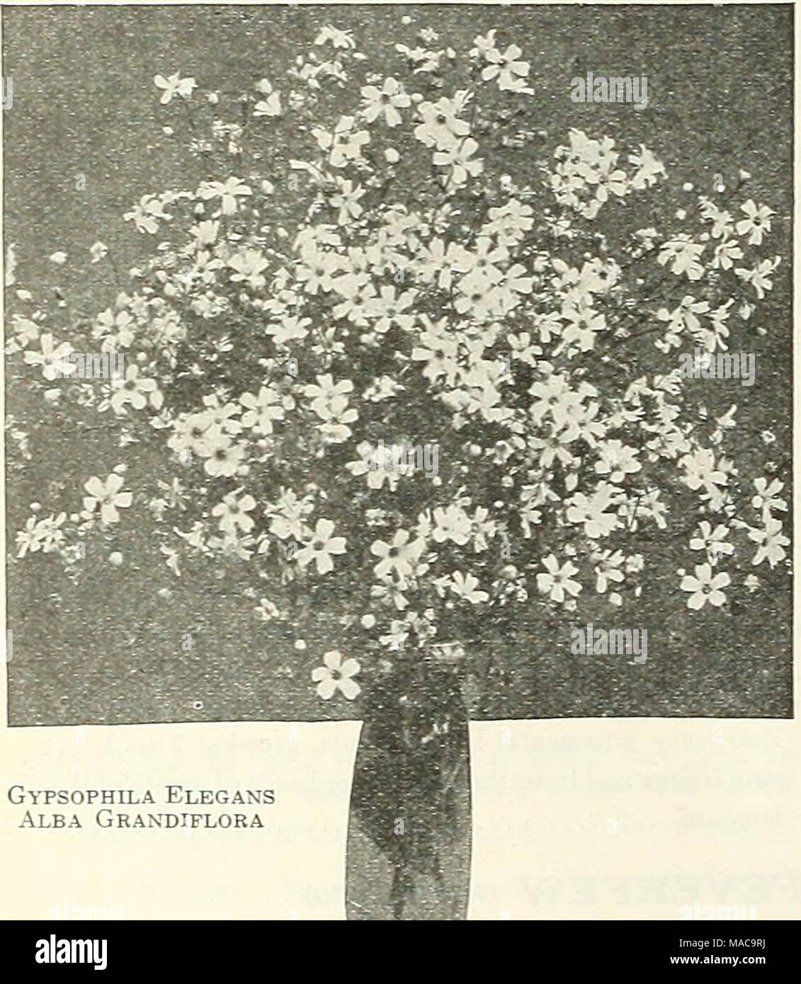 . Dreer la metà estate elenco 1922 . Gypsophila Elegans Alba Grandiflora Foto Stock