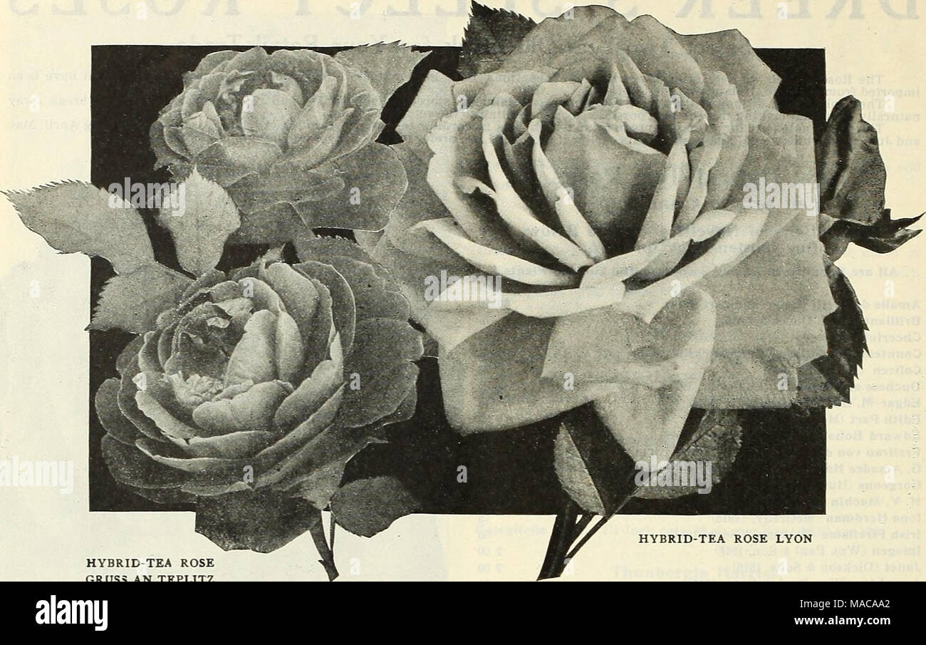 . Dreer all'ingrosso listino prezzi : semi di fiori per fioristi impianti per fioristi lampadine per fioristi fertilizzanti, fungicidi, insetticidi, attrezzi, etc . HYBRID-ROSA TEA LYON HYBRID-ROSA TEA GRUSS un ibrido di TEPLITZ-Tea Rose â biennali-vecchi impianti selezionare tipi standard e le introduzioni recenti per descrizioni, vedere il nostro giardino Prenota per 1916. Per 100 Antolne Rivolre . $30 00 Arthur R. Goodwin 30 00 Belle Siebrecbt 30 00 Betty 30 00 Caroline Testout 25 00 Chateau Clos Vougeot , 30 00 C. W. Cowan 30 00 Dean foro 30 00 Duchessa di Sutherland ... 35 00 Duchessa di Wellington 30 00 Duchessa di Westminst Foto Stock