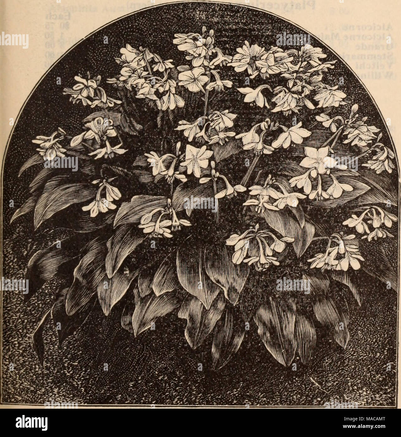 . Dreer all'ingrosso listino prezzi / Henry A. Dreer. . EUCHARIS AMAZONICA DIEFFENBACHIA Ficus Pandurata. (Il Maestoso Impianto di gomma.) un vero e proprio impianto maestoso, la sua gigantesca foglie sono irregolari in profilo, di una ricca e profonda con verde bianco cremoso vene e di notevole sostanza, consentendo alla pianta di prosperare sotto la maggior parte unfavor- condizioni in grado ciascuno di 2 piedi alto $2 00 3 " 3 00 4 " '. 4 00 esemplari di grandi dimensioni, $5.00 per $7.50 ciascuna. Ficus Lutescens vischio (Fig.). Interessante sul conto del suo libero a frutto di qualità, non il cuscinetto in corrispondenza di ciascuna foglia axil una piccola figura, che al primo verde, cambiamenti t Foto Stock