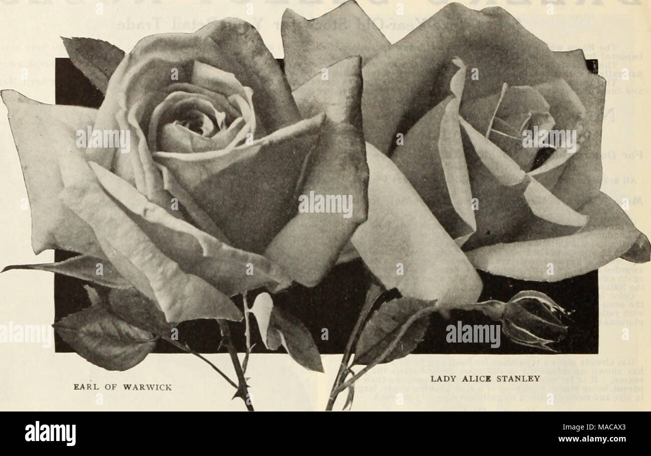 . Dreer all'ingrosso listino prezzi dei semi, piante, lampadine, etc . Conte di Warwick HYBRID-TEA ROSESâTwo-Year-vecchi impianti selezionare tipi standard e le introduzioni recenti per le descrizioni vedere il nostro giardino Prenota per 1915. Per 100 Antolne RIvoIre $30 00 Arthur R. Qoodwln 30 00 Belle Slebrecht 30 00 Betty 30 00 Caroline Testout 25 00 Chateau Clos Vougeot 30 00 Dean foro 30 00 Duchessa di Welllnsrton 30 00 Duchessa di Westminster 40 00 Conte di Warwick 30 00 Ecarlate 30 00 Edward Mawley . 35 00 Etolle de France 30 00 Farbenkonlein 30 00 Firenze Pemberton 30 00 Qeorse C. Waud 30 00 Generale MacArthur 30 00 Qustav Foto Stock
