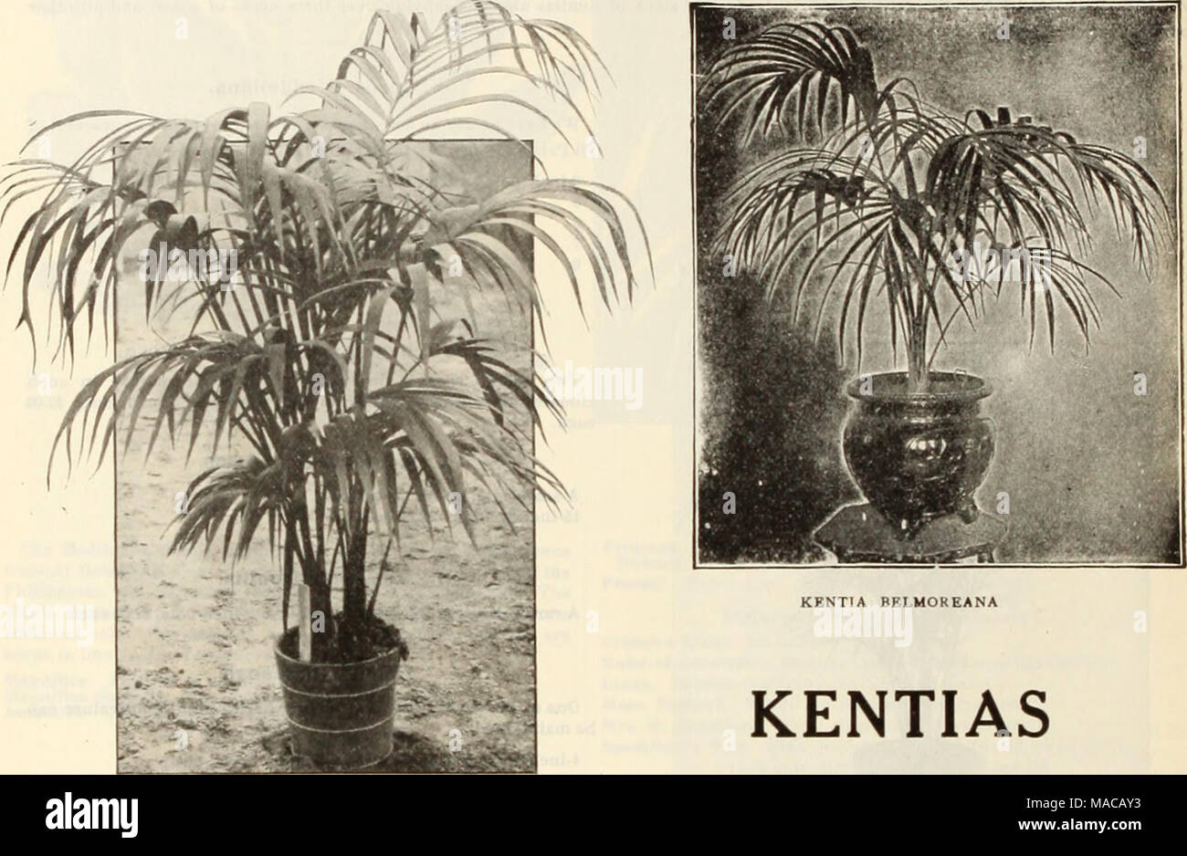 . Dreer all'ingrosso listino prezzi dei semi, piante, lampadine, etc . 2'/i-incb pentole, 4 foglie, da 8 a 12 in. bieb 3 â¢â ¢ 4A6 " 12 a 15 " 4 " 5 a 8 â â 15 per 18 " e 6 6 7 7-in vaschette 8 " 8 " 10 " 11 " 10 " 12 " 14 " MAUE FINO KKNTIA Kentia ForsterJanaâSingle piante. Doz. troppo tl 50 tlO 00 2 00 15 00 4 50 35 00 Ogni Â"0 75 1 00 1 50 2 00 3 00 4 00 5 00 6 00 8 Or 10 00 15 00 20 00 6 6 6 6 6 a 7 6 a 7 6 a 7 8 a 7 6 a 7 8 a 7 8 a 7 8 a 7 6 a 7 24 28 a 30 â¢â 34 per 38 " da 38 a 40 â ' 40-42 " 45 a 48 " 48 4&GT;^ a 6 ft. alta Foto Stock