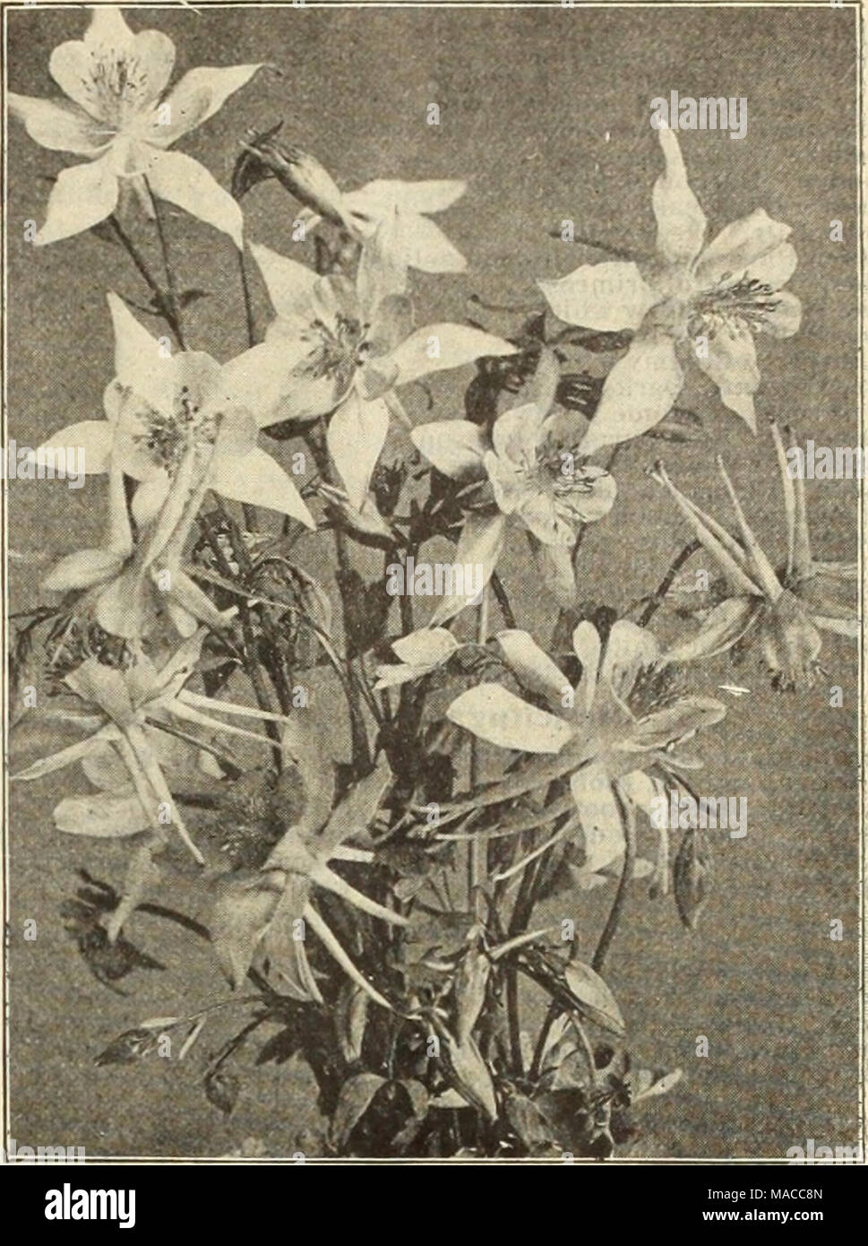 . Dreer all'ingrosso listino prezzi : lampadine per fioristi impianti per fioristi semi di fiori per fioristi fungicidi, fertilizzanti, insetticidi, attrezzi, etc . AQUILEGIA, O COLUMBINES, offerti a pagina 24 Bocconia (Plume papavero). Per doz. Per lOO Cordata. Forti divisioni $0 85 $6 OO Boltonia (falso camomilla). Asteroldes. 3'/2 pollici Latisquama pots. 3'/i pollici pentole " Nana. 3'/i pollici pentole 85 85 85 Campanula (Bell-fiore). Alllarlaefolla. 3 pollici pentole 1 00 Carpatica. Blu.. 3 pollici pentole 1 00 bianco. 3 pollici pentole 1 00 Qrossekl. 3 pollici pentole 1 00 Latlfolia Macrantha. 3 pollici pentole 1 00 Medium (Canterbury B Foto Stock