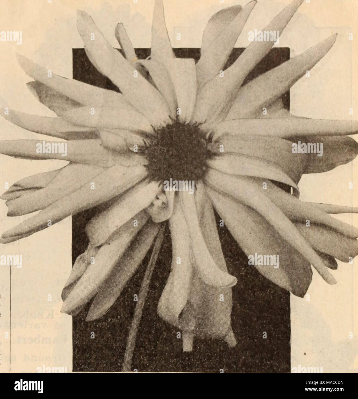 . Dreer all'ingrosso listino prezzi / Henry A. Dreer. . PAEONY-FLOWEJREiD DAHLIA RIEiSEN BDEILWEISS Perù. Vellutato-marrone sono indicati in nero ombreggiato quando si apre per la prima volta- ing, diventando soffusa con garnet come esso si sviluppa; molto ricco. Piante pronto Aprile 15th. 75c ciascuna. Porcupine. massa bianco lavato con soft rosa. Piante pronto Aprile 15th. 35c ciascuna. La principessa Royal. Giallo con sovrapposto un roseo sheen. Piante pronto Aprile 15th. 35c ciascuna. Il rev. H. J. cucina. La squisita viola-rosa con sul- phur-macchie gialle. 50c ciascuna. Gemma giallo. Una splendida canary-giallo. Piante pronto Aprile 15th. 50c ciascuna. Raccolta di uno ciascuno dei ab Foto Stock