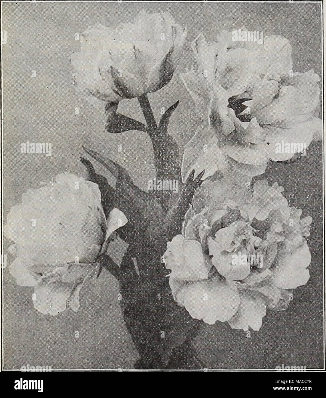 . Dreer all'ingrosso listino prezzi : i semi per fioristi impianti per fioristi lampadine per fioristi semi vegetali, fungicidi, fertilizzanti, insetticidi, attrezzi, Sundries, etc . Unico primi tulipani KAISER KROON Rose Qrisdlein. Rosa delicato, fine per la forzatura e la biancheria da letto ... Standard di argento. Bianco, crimson striped .... Sir Thos. Lipton. Il più ricco di tutti i tulipani scarlatto, extra fine iVloore Thomas. Arancio brillante, ammenda Van Der Neer. Rosy viola, distinte e abbastanza . Vermiglio brillante. Vermiglio scarlatto, belle . . White Hawk (Albion). Un bel bianco puro o bedder forzatore ... Wouverman. Violetto, f Foto Stock