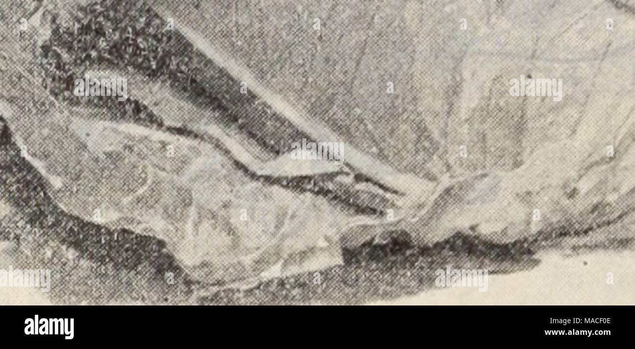 . Dreer all'ingrosso listino prezzi / Henry A. Dreer. . Il Charleston, l)R l.AKUL. WAKEFIELD CAHBAGE. La barbabietola. M-lb lli. 10 libbre Crosby ;egiziano andare 20 $0 50 §4 50 Arlington preferito . 20 50 4 50 Inizio egiziano rapa sangue .15 35 3 00 Eclipse 15 40 3 50 Fagioli per forzamento. Trionfo dei telai. Pt., 25 cts.; &LT;it., 40 cts. Cavolo. Oz. "4-1 b. Lb. Inizio Jersey Wakefield . Jo 30 5o 85 $3 00 Charleston, o Grandi Wakefield 30 Mi 00 3 50 Inizio Winnigstadt 15 50 i 50 Express 15 50 i 50 inizio primavera 35 Mi 25 4 50 Dreer presto ufficioso .... 25 75 2 50 migliore inizio estate ... 20 50 i 75 tutto testa 25 75 Foto Stock