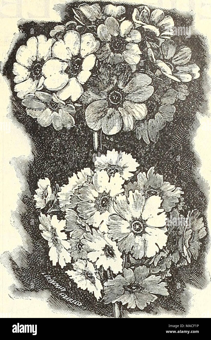 . Dreer all'ingrosso listino prezzi : edizione estate 1903 a luglio ed agosto piante seasonable bulbi di fiori e di semi vegetali, fertilizzanti, attrezzi, ecc, ecc . PRIMULA OBCONICA oculata. Rudbeckia (cono-fiore). Newmanni. PercTinial. Arancione e nero purpurea (Gigante cono viola-fiore) . . Tr. pkt. Oz. 40 $2 00 Scabiosa. Caucasica. Lavanda pallido. Ardito perenne . . • 30 ho 50 SmSlax. Ogni fiorista dovrebbe crescere alcuni di questo, sempre necessarie. Seme che offriamo è un prodotto nuovo e di alta germinazione. Per lb., $3.50 ; tr. pkt., 10 cts.; oz., 30 cts. Dolci misti Rocket (Hesperis) dolce William. Tr. pkt. Flusso di padiglione auricolare Foto Stock