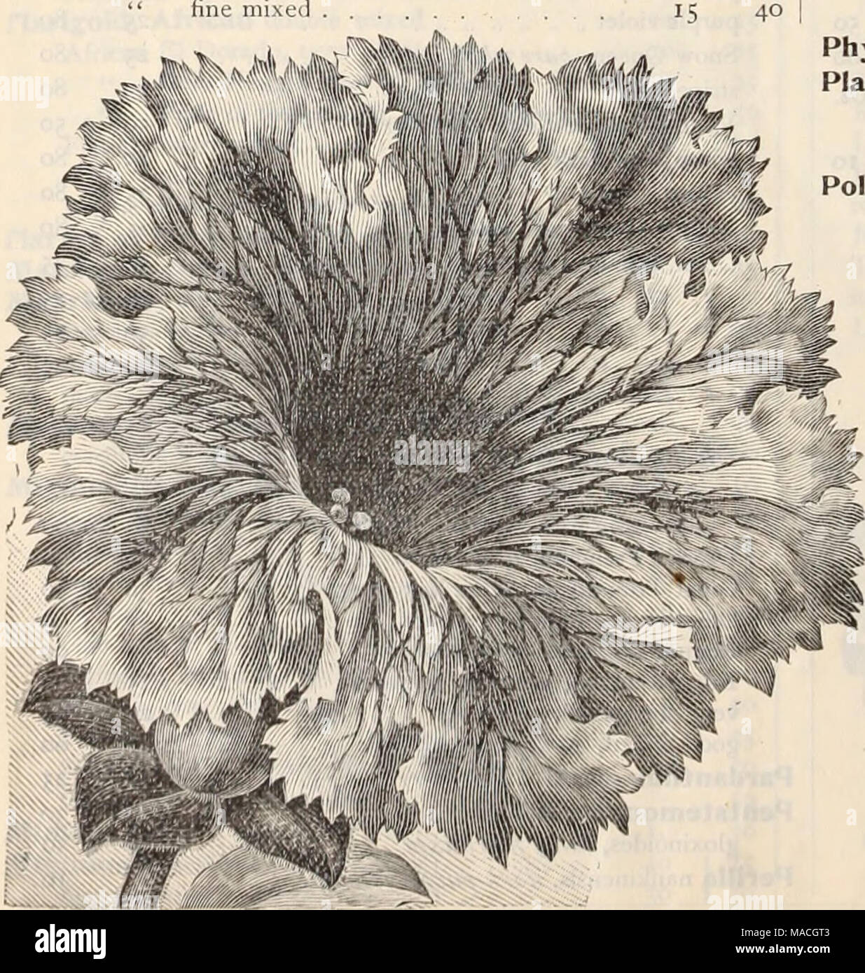 . Dreer all'ingrosso listino prezzi / Henry A. Dreer. . " " Fiera la cameriera. . " " Doppio misto scarlet " bianco " stella gialla di QxiedVmhurg [Star/'/t/ox) . . Decussata {perenne") mescolato Physalis Francheti [Cinese Lanterna impianto) Platycodon Japonicus fl. pi : . Mariesi, d'warf b!t(e grandiflora miscelati Polyanthus duplex, doppio oro legare più raffinati di papavero misti, singolo, Urker le superbe singolo orlata Pktunia. Danebrog " Inglese scarlatto. . " Fire Dragon " Bandiera di tregua .... " Glaucum ( Tulip Poppv) " Shirley miscelati .... " Sposa " Unbrosum &quo Foto Stock