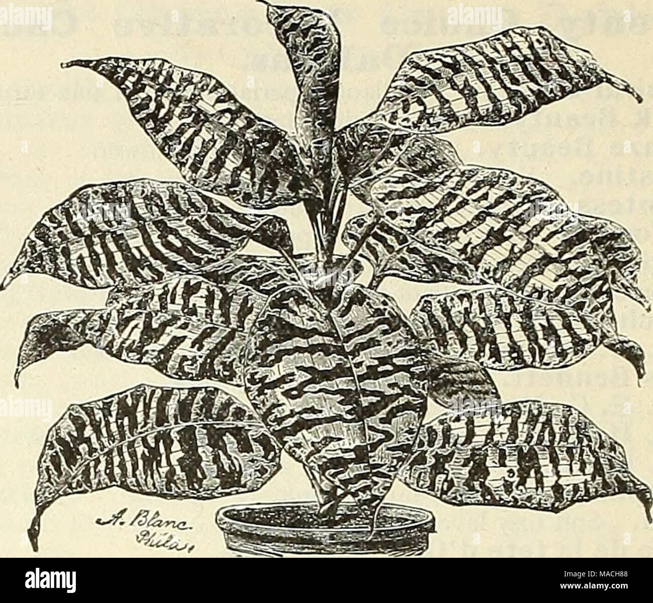 . Dreer all'ingrosso listino prezzi : strumenti, fertilizzanti, insetticidi, Sundries, etc . La DRAC/ENA GOLDIEANA. Dracaena Goldieana. Offriamo una scorta limitata di questo bellissimo e la scarsa varietà. 4 pollici pentole, circa 6 pollici alto, $1.25 ciascuna. Dracaena Lindeni Masangeana e. 5 pollici pentole, 75 centesimi ciascuna ; 6 pollici pentole, $1.00 ciascuna. Dracaena Fragrans. 2^ pollici pentole, $1.25 per dozzina ; $10.00.per 100. 3 " " 1,50 " 12,00 " Dracaena indivisa. 2 pollici pentole, 50 centesimi per ogni decina ; $4.00 per 100. 3 " " 75 " " 6.00 Dracaena terminalis. Un grande magazzino in 2 pollici pentole, pronta a maggio. $1 Foto Stock