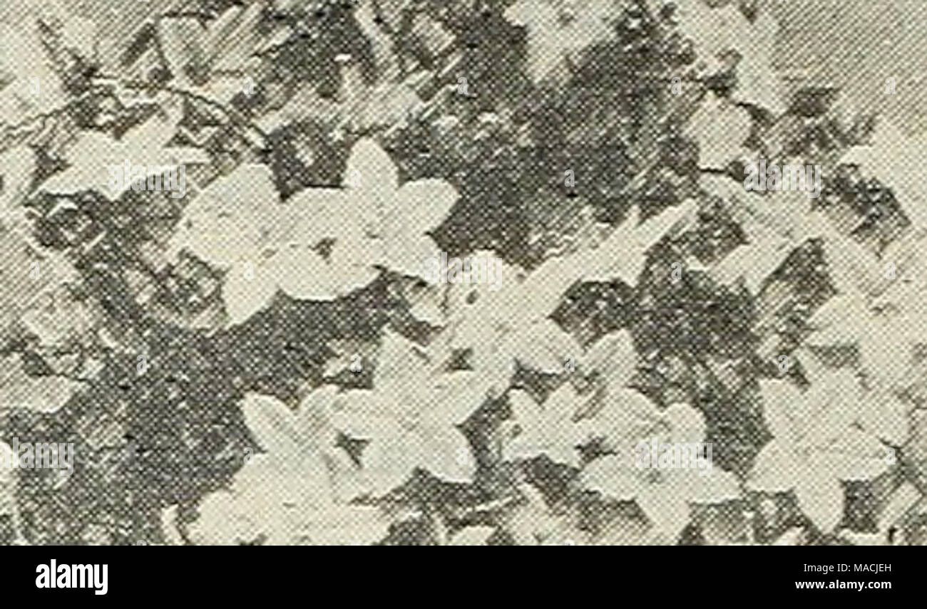 . Dreer all'ingrosso listino prezzi : strumenti, fertilizzanti, insetticidi, Sundries, etc . CAMPANULA ISOPHYLLA MAGGIOII. Il Giallo oro Calla. (Richardia Elliottiana.) completamente distinti e a differenza di tutte le altre forme di giallo Callas finora introdotte. Elliottiana ha la stessa abitudine di crescita come il ordinar,' white Calla, R. Ethiopica, con fiori della stessa forma e dimensione, ma di un ricco e chiaro e brillante colore giallo oro, il fogliame è verde scuro, con un numero di cremoso traslucido macchie bianche, che aggiunge alla sua bellezza. $1.25 ciascuna. Isophylla Campannla Maggioii. In questo nuovo Bell-Flower abbiamo uno di t Foto Stock