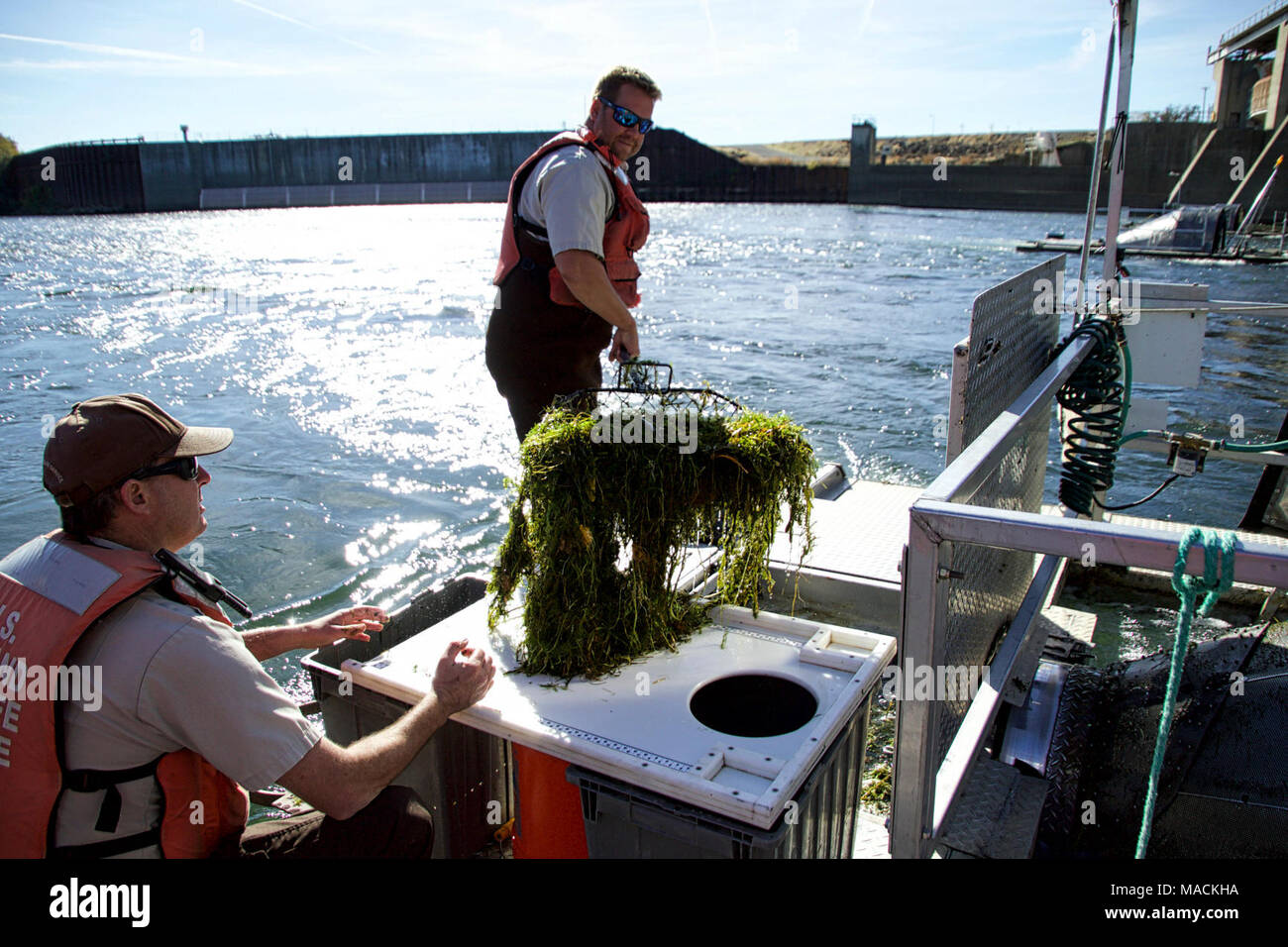 Sacramento River capretti anadrome pesce Progetto di Monitoraggio a Red Bluff. Bill Poytress, sinistra e Ciad Praetorius, sia del Red Bluff pesci e fauna selvatica Ufficio, filtrare il contenuto di una delle trappole. Foto Stock