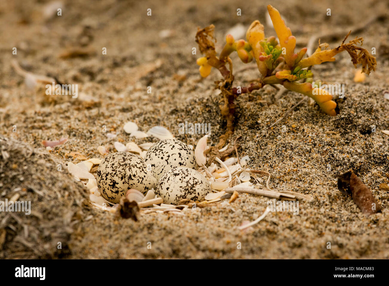 Rannicchiò uova. Una frizione di 3 Western snowy plover uova. La spiaggia d'argento burr impianto sembra fornire una sorta di protezione per esso, forse il motivo per cui la femmina ha scelto questo sito nido. Foto Stock