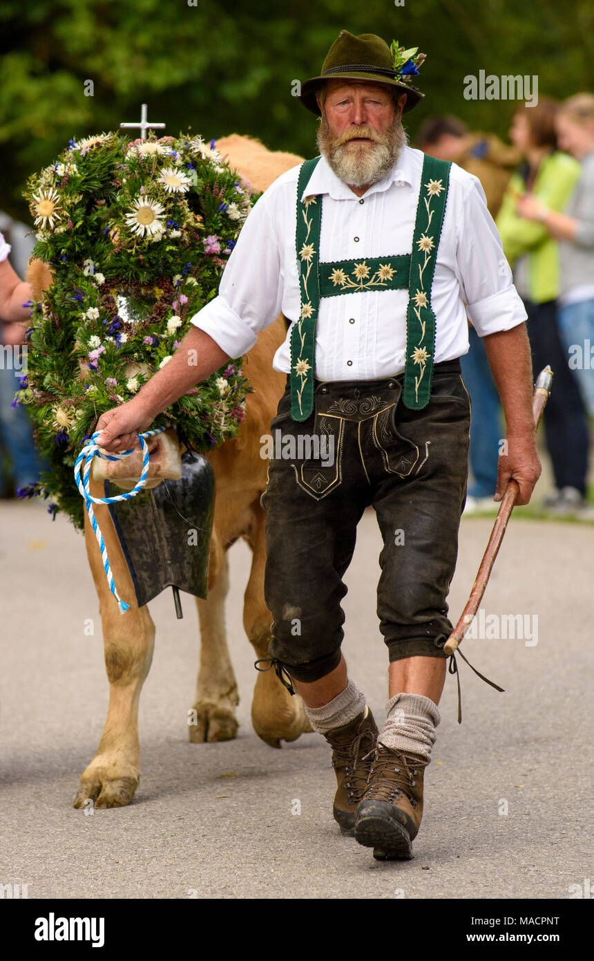 Tradizionale annuale e la guida verso il basso di una mandria di mucche con pastori in abito tradizionale di ritorno dal pascolo di montagna per lo stabile di una casa colonica in r Foto Stock