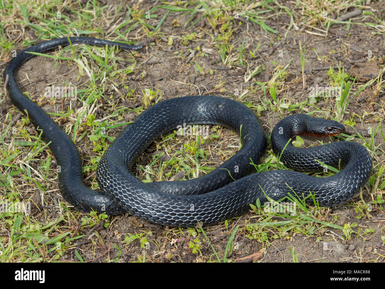 Per adulti di corporatura robusta Black Whip Snake (Dolichophis jugularis) sull'isola greca di Kos Foto Stock