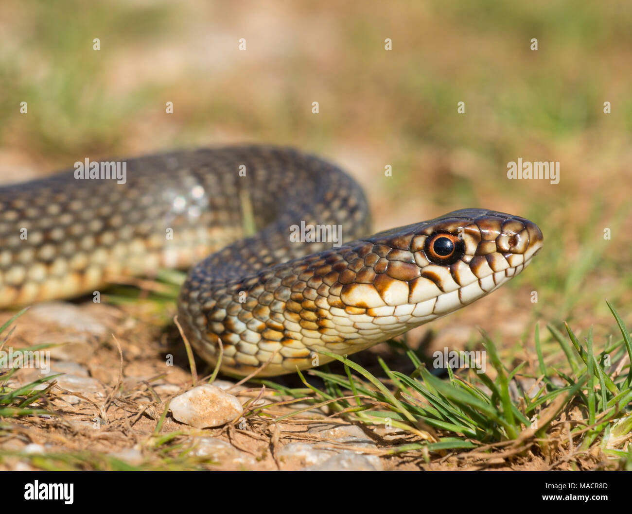 Adulto Caspian frusta Snake (Dolichophis caspius) sull'isola greca di Kalymnos Foto Stock