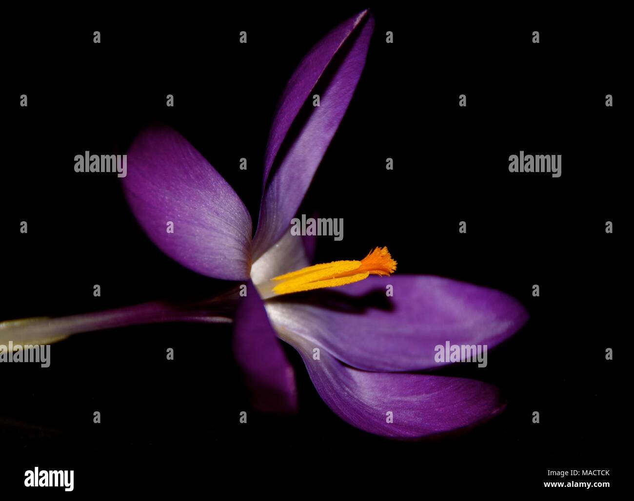 Fiore viola Sfondo nero Foto Stock