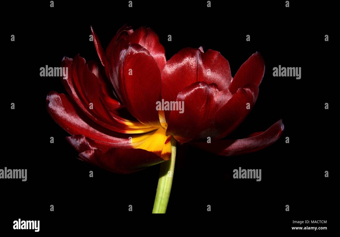 Fiore rosso su sfondo nero Foto Stock