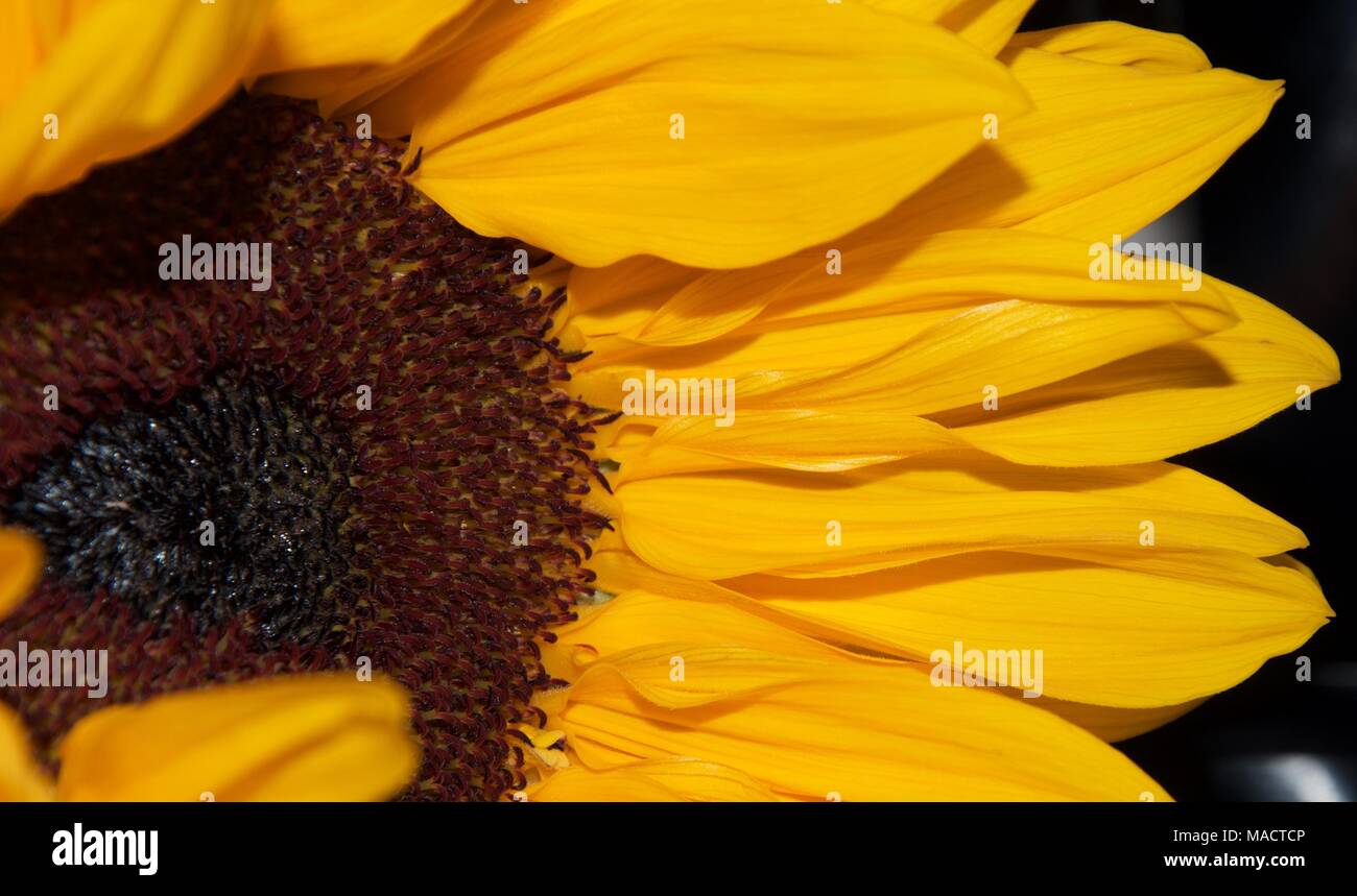 Girasole Sfondo nero Foto Stock