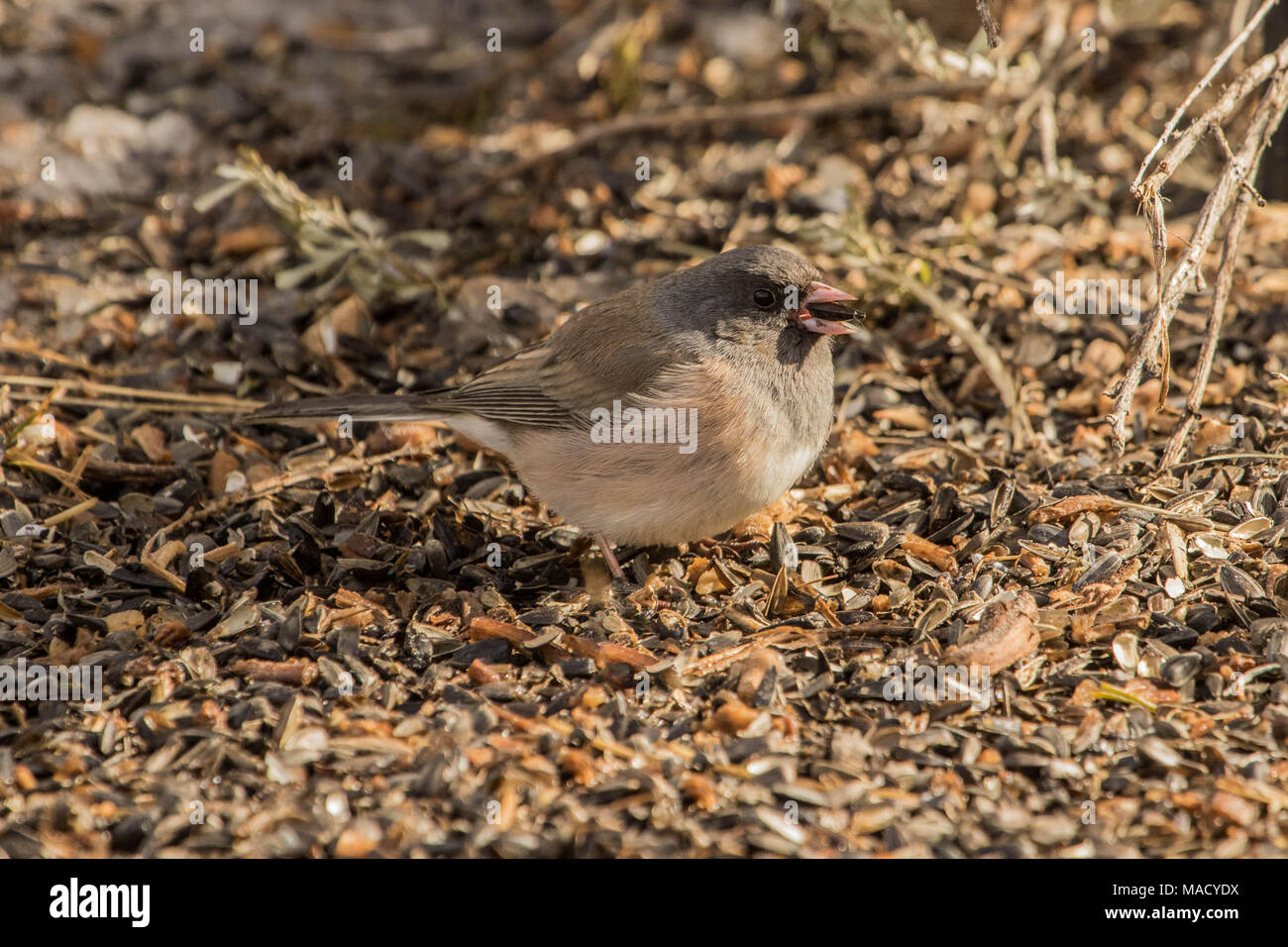 Un Dark-Eyed Junco si siede al tavolo per la cena Foto Stock