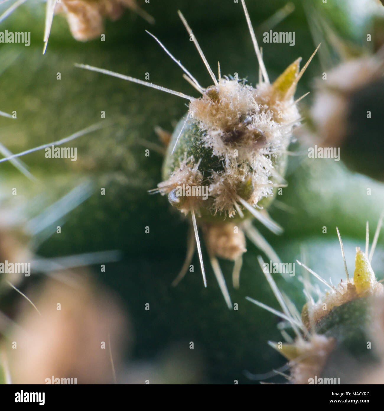 Un extreme close-up di un cactus. Foto Stock