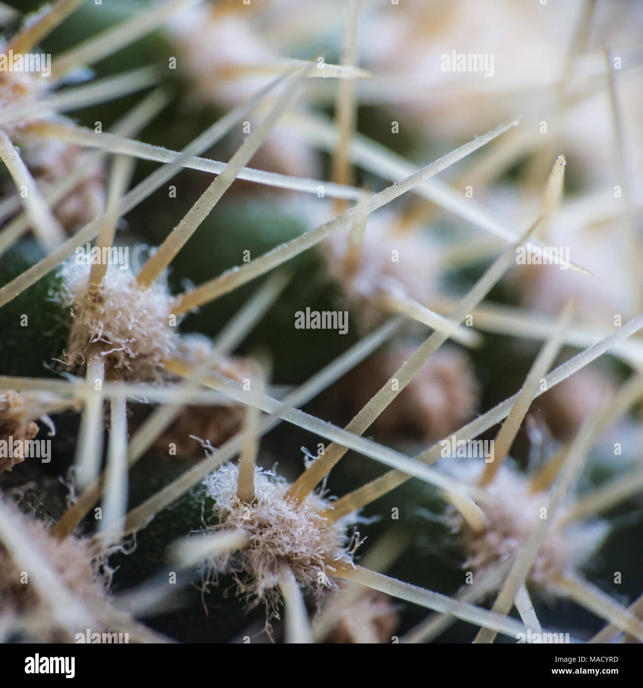 Un extreme close-up di un cactus. Foto Stock