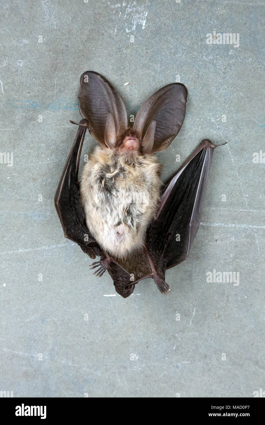 Morto lungo marrone-eared bat (Plecotus auritis). Foto Stock