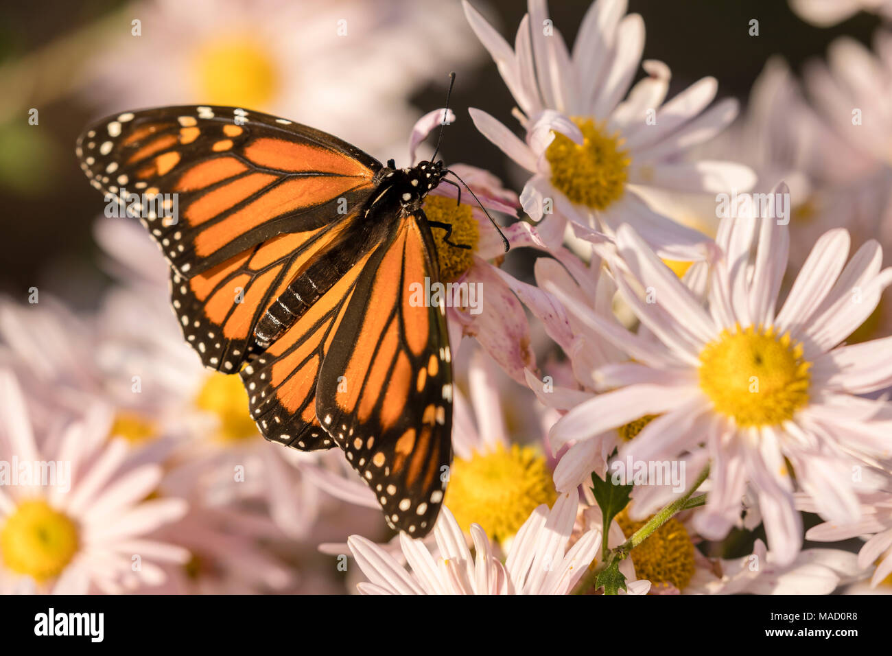 Farfalla monarca su bianco e giallo margherite. Foto Stock