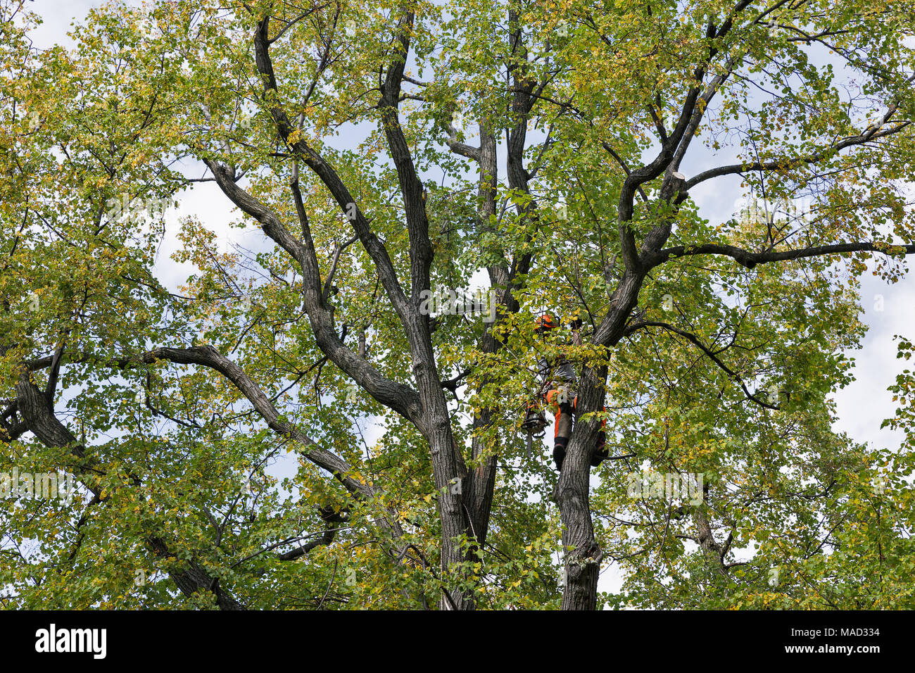 Uomo sconosciuto alpinista lavoratore interrompe l'albero rami secchi da una motosega Foto Stock