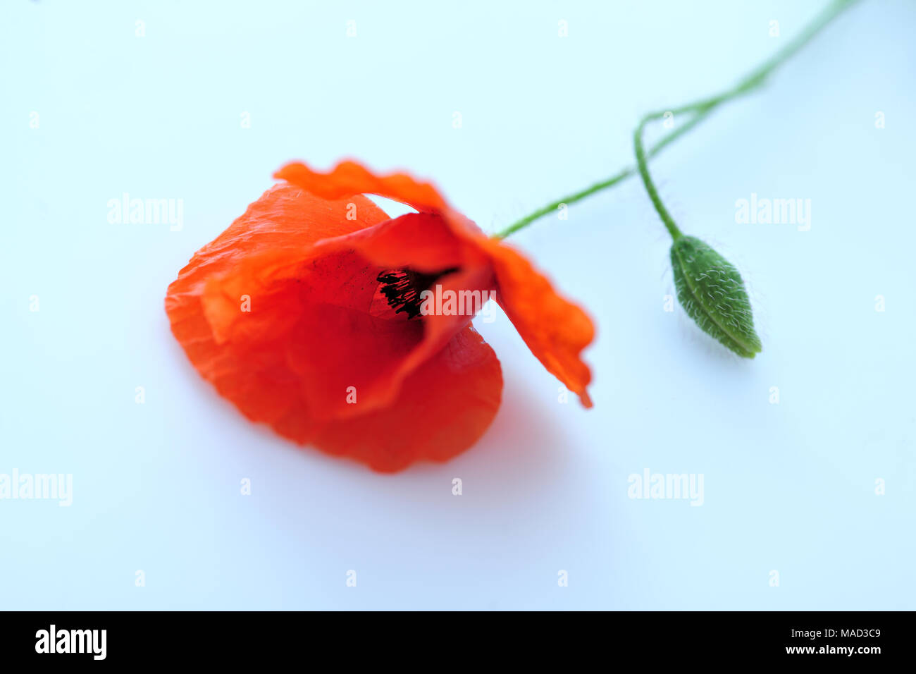 Bellezza, fresco e naturale, polline, papavero, papavero-seme, piuttosto, rosso, rhoeas, profumata, estate, dettagli, campo, flora, floreali, fiore, natur design Foto Stock