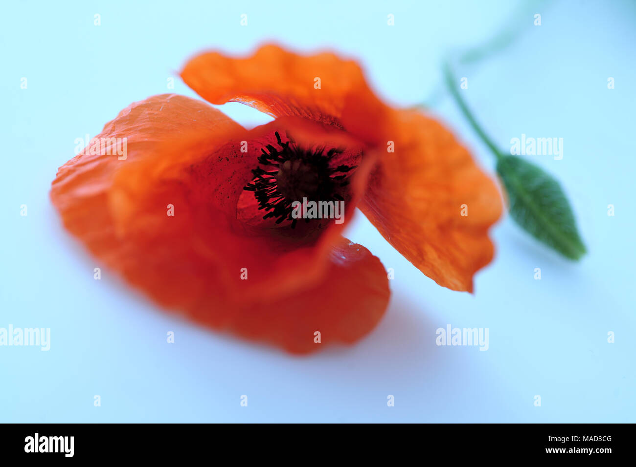 Bellezza, fresco e naturale, polline, papavero, papavero-seme, piuttosto, rosso, rhoeas, profumata, estate, dettagli, campo, flora, floreali, fiore, natur design Foto Stock