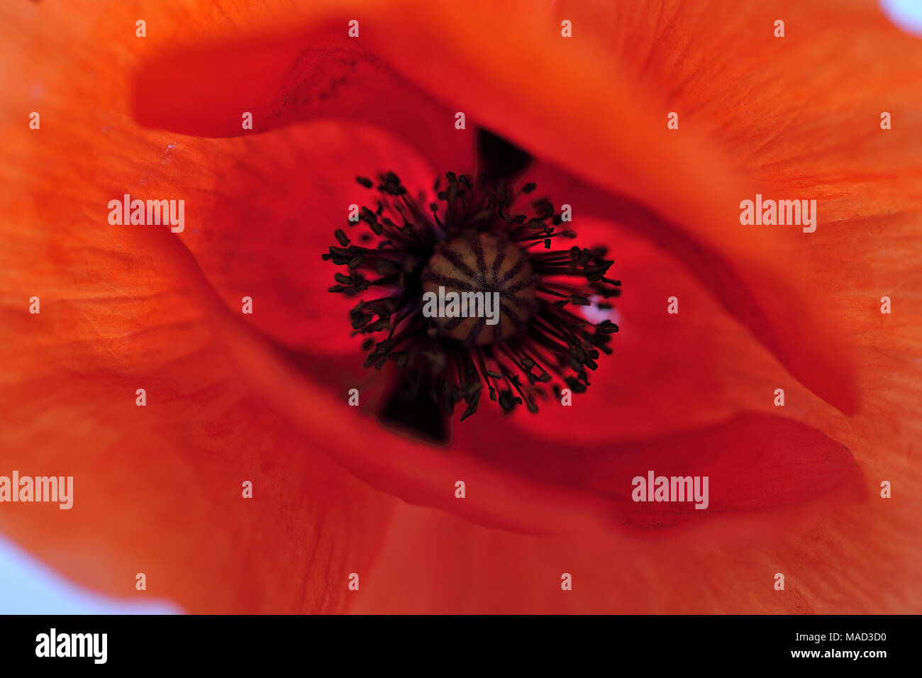 Bellezza, fresco e naturale, polline, papavero, papavero-seme, piuttosto, rosso, rhoeas, profumata, estate, dettagli, campo, flora, floreali, fiore, natur design Foto Stock