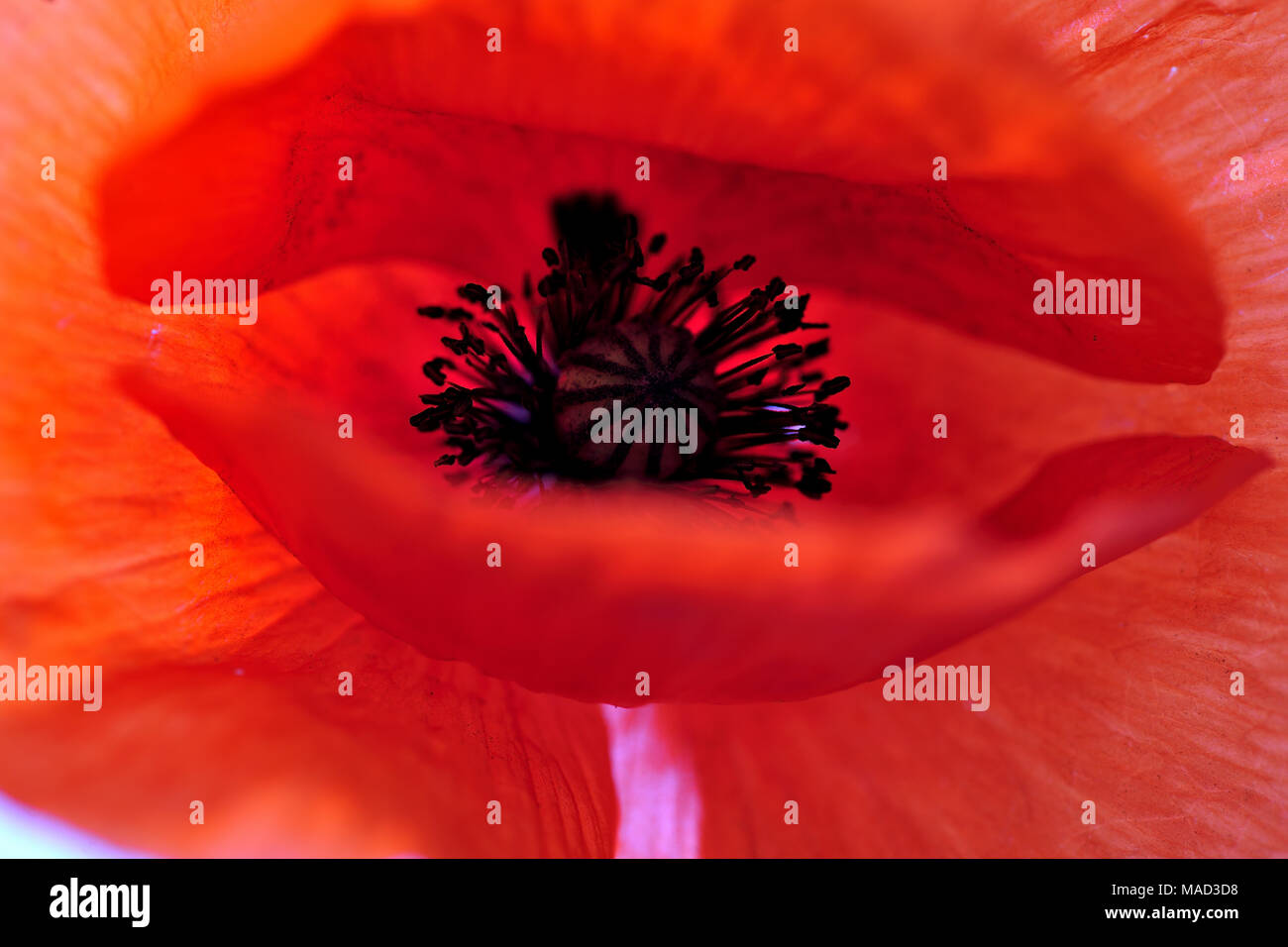 Bellezza, fresco e naturale, polline, papavero, papavero-seme, piuttosto, rosso, rhoeas, profumata, estate, dettagli, campo, flora, floreali, fiore, natur design Foto Stock