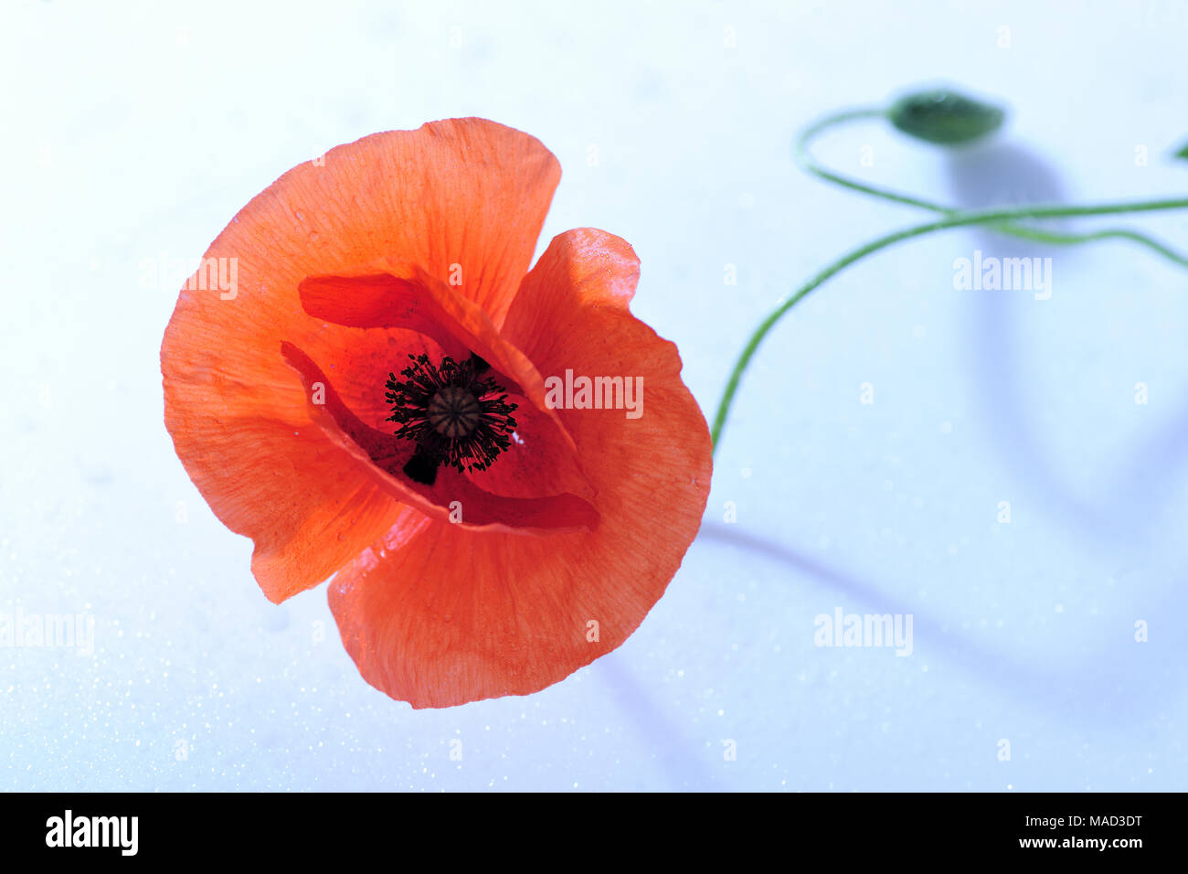 Bellezza, fresco e naturale, polline, papavero, papavero-seme, piuttosto, rosso, rhoeas, profumata, estate, dettagli, campo, flora, floreali, fiore, natur design Foto Stock