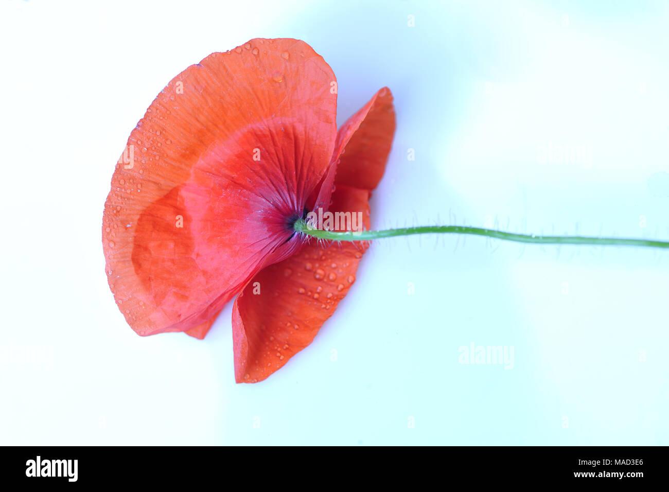 Bellezza, fresco e naturale, polline, papavero, papavero-seme, piuttosto, rosso, rhoeas, profumata, estate, dettagli, campo, flora, floreali, fiore, natur design Foto Stock