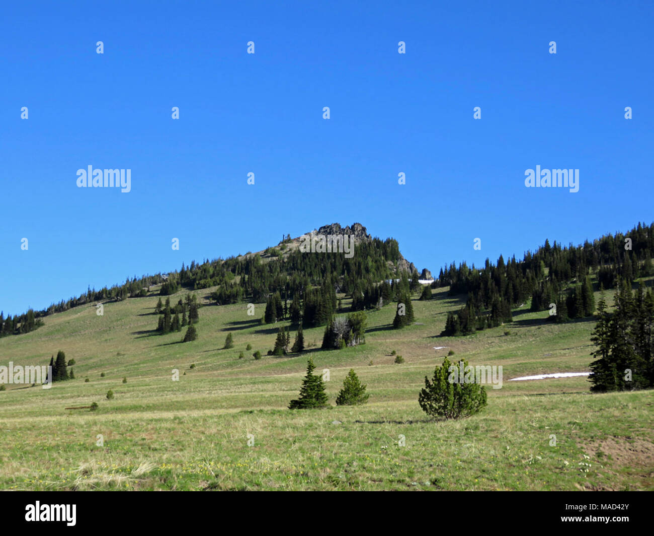 Mt Rainier NP in WA Foto Stock