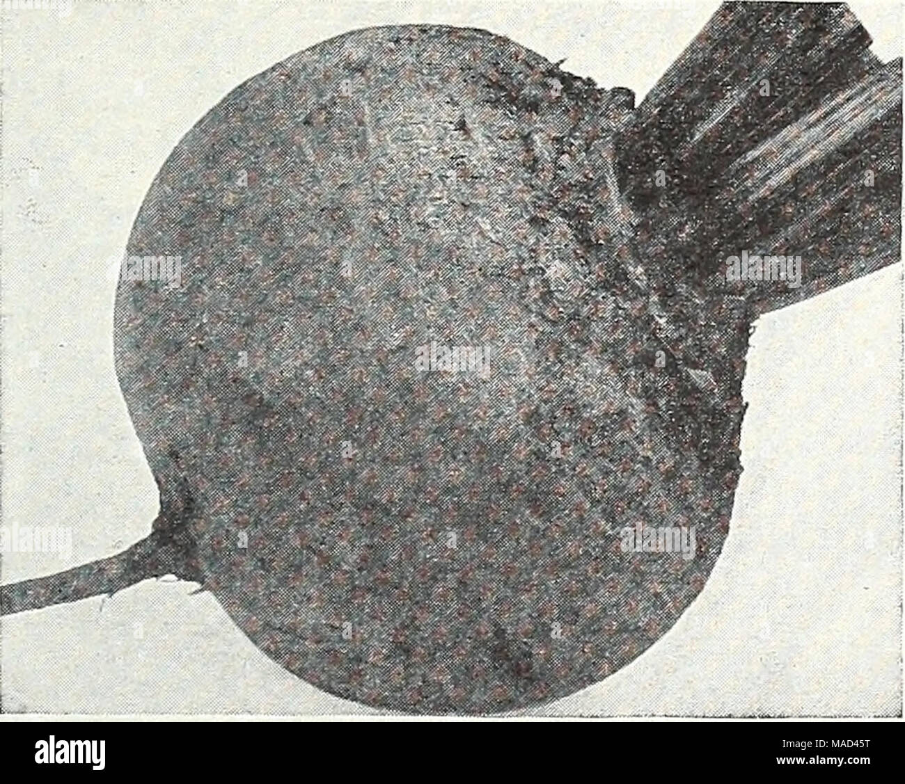. Dreer del catalogo all'ingrosso per fiorai e giardinieri di mercato : 1943 Inverno - Primavera - Estate . La barbabietola, Detroit rosso scuro da 1 a 10 libbre oz. Va lb- 9 libbre o più per lb per lb. $0.25 $0.75 $2.00 $1,95 0,25 0,85 2,25 2,20 0,25 0,85 2,25 2,20 0,25 0,85 2,25 2,20 0,25 0,85 2,25 2,20 0,30 0,85 2,35 2,30 0,30 0,85 2,25 2,20 0,25 0,75 2,00 1,95 .20 60 1,50 1,45 .20 60 1,50 1,45 0,50 0,90 0,90 1,50 3,00 3,00 cavolo, Copenhac 5.00 10.00 10.00 4,95 40 1,15 3,50 3,45 60 1,80 6,00 5,95 0,65 1,95 7,00 6,95 0,65 1,95 7,00 6,95 40 1,15 3,50 3,45 60 1.80 6.00 5.95 .40 1.20 4.00 3.95 .45 1,35 4,50 4,45 .55 1,65 5,50 5,45 0,90 Foto Stock