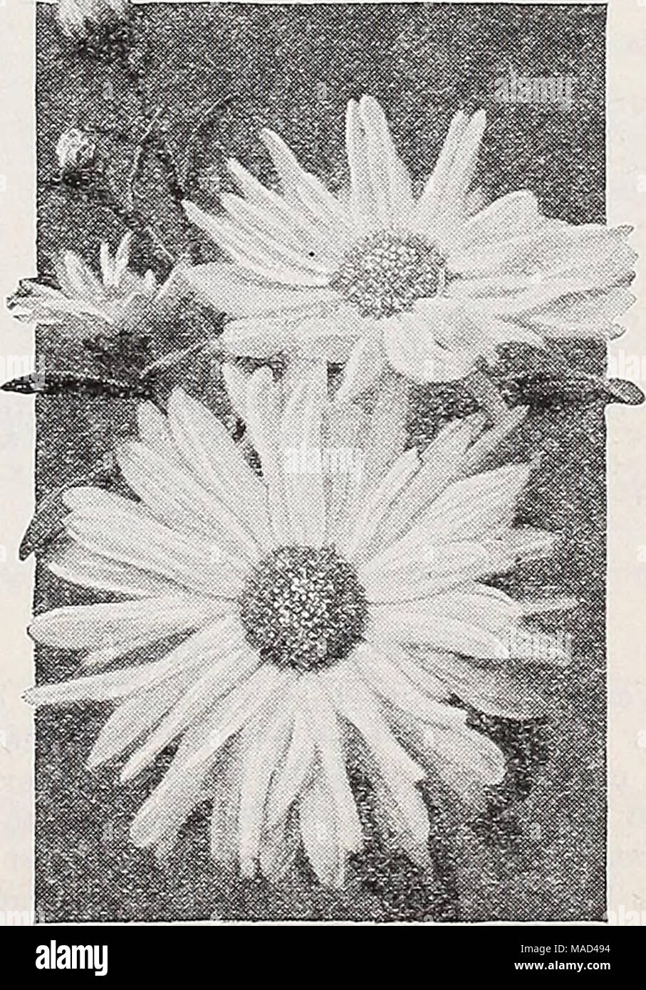 . Dreer del catalogo all'ingrosso per fiorai e giardinieri di mercato : autunno 1941 Edition . Crisantemo Dreer De Luxe ibridi coreano ci specializziamo in Plower semi per Plorists 35 Foto Stock