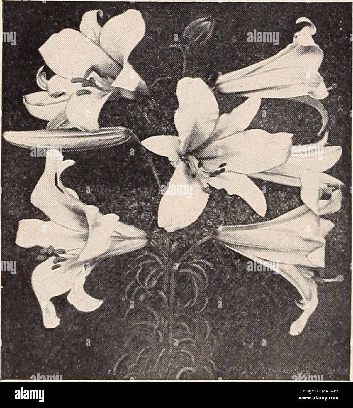 . Dreer del catalogo all'ingrosso per fiorai e giardinieri di mercato : autunno 1940 Edition . Lillum regale mendicare'ale (Regal ninfea). Un magnifico va- riety, da 3 a 5 piedi alto, che fiorisce in giugno. È grande e a forma di un imbuto bianco avorio ombreggiata fioriture rosa all'esterno. Dolce profumato. 7-8 inclies circ 1 40 9 00 SpeclDsuiu album (bianco mostra il giglio). I-arge llowers bianco con banda gieenish tlirough acceso al centro di ciascun petalo. Fiorisce in agosto e Septem- ber. 4 piedi alto. 9-n pollici circ... 3 50 25 00 Per doz. Per 100 Speciosum. maffniflcum. Bianco Avorio pesantemente a terra soffusa con rosy crimson. Agosto e Settembre Foto Stock