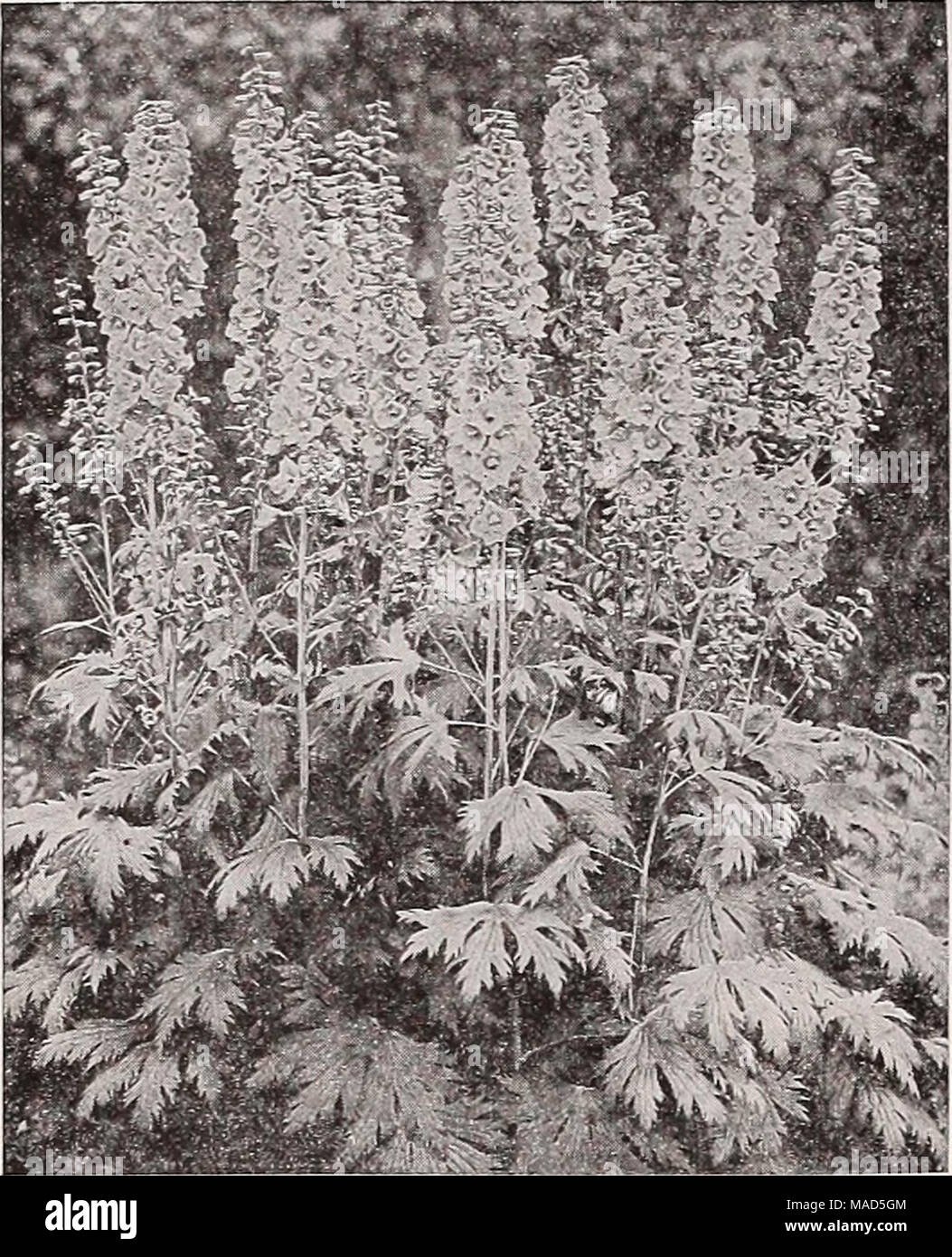 . Dreer del catalogo all'ingrosso per fioristi : autunno 1938 Edition . Dreer De L,uxe ibrido Dreer Delphiniums De Luxe Delphiniums ibrido di forte e vigorosa abitudine con picchi di immensa set con grandi fiori. Abbraccia ogni tono dall'palest lavanda per i più ricchi Oxford-blu così come un numero di arte insolite sfumature. La domanda per il meglio in fatto di Delphiniums ibrido è pienamente soddisfatta in questo meraviglioso ceppo. Tr. pkt. Oz. Arte paralumi € 0 50 $3 50 Iiigbt blu e Iiaveuder Sbades 50 3 50 sfumature Uid-Blue 50 3 50 Dark-Blue sfumature così 3 50 migliori misto. Contenente tutti i colori. Extra Fine. % Lb. Foto Stock