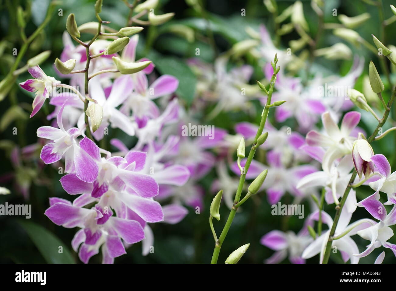 Viola e fiori di orchidea bianchi Foto Stock