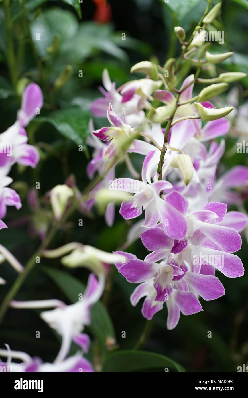 Bianco e viola i fiori di orchidea Foto Stock