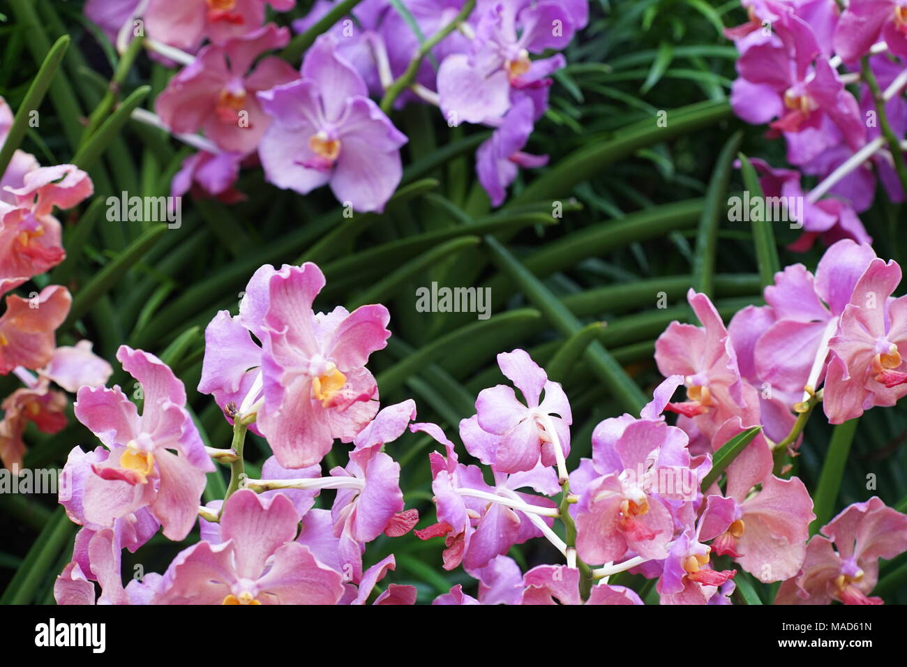 Orchidee colorate Foto Stock