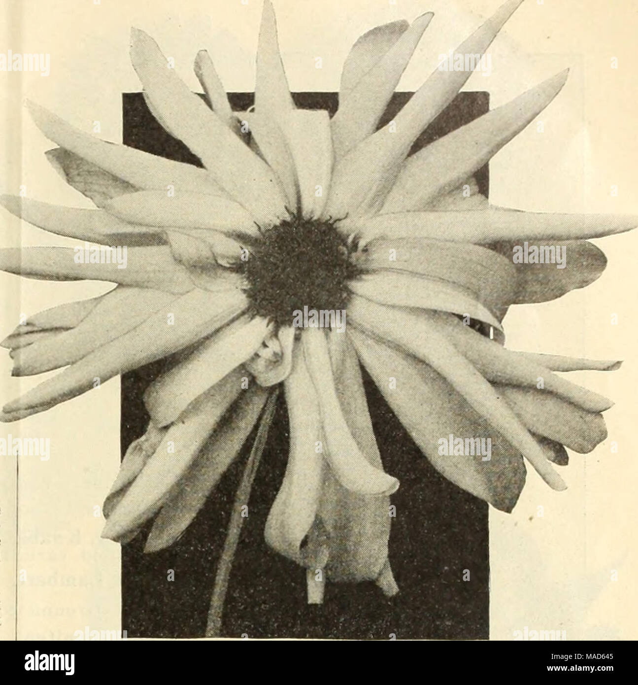 . Dreer speciale del catalogo all'ingrosso di dalie 1913 . Raccolta di uno ciascuno dei suddetti 19 ordina per $8.00. PABONY-FLOW ALLEVATI DAHLIA RIEISElN EDELWEISS Perù. Vellutato-marrone sono indicati in nero ombreggiato quando si apre per la prima volta- ing, diventando soffusa con garnet come esso si sviluppa; molto ricco. Piante pronto Aprile 15th. 75c ciascuna. Porcospino. Massa bianco lavato con soft rosa. Piante pronto Aprile 15th. 35c ciascuna. La principessa Royal. Giallo con sovrapposto un roseo sheen. Piante pronto Aprile 15th. 35c ciascuna. Il rev. H. J. cucina. La squisita viola-rosa con sul- phur-macchie gialle. 50c ciascuna. iellowGem. Una splendida canary-giallo. Le piante r Foto Stock