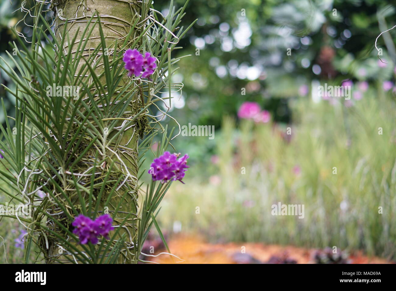 Fiori casuale e albero Foto Stock