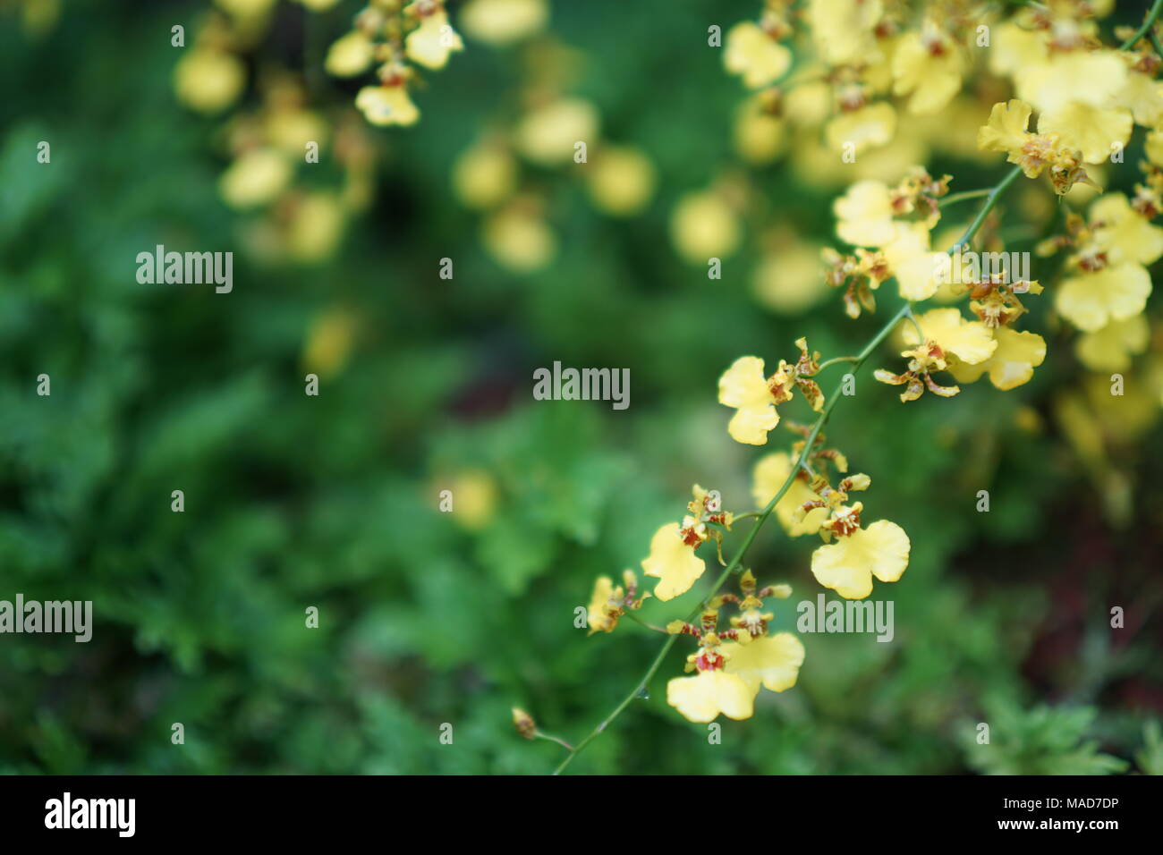 Dancing Orchidea Gialla fiori Foto Stock