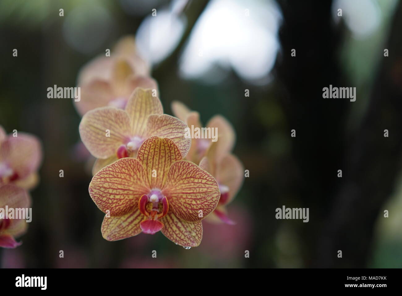 Colore arancio fiori di orchidea marrone con linee strippato Foto Stock