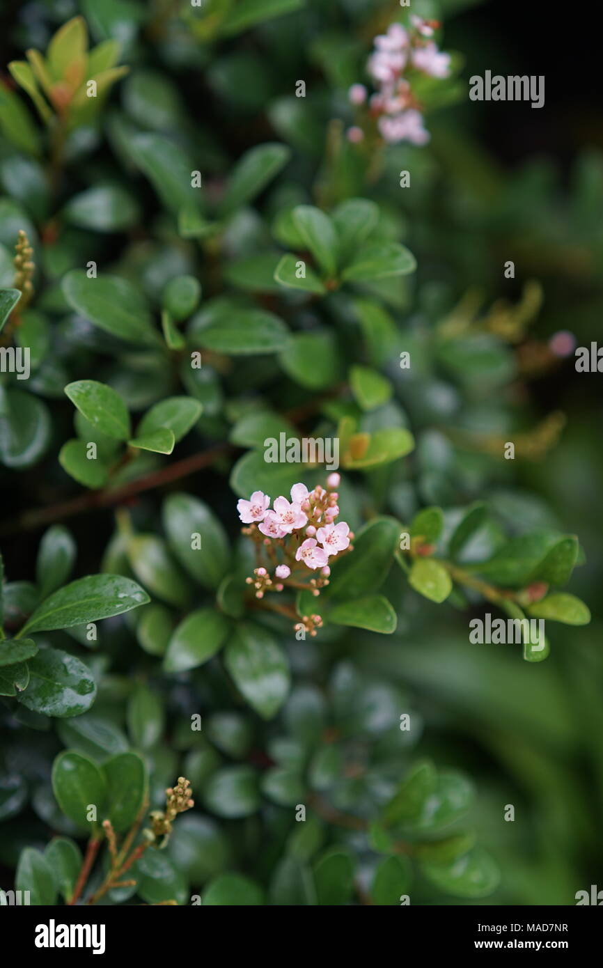 Foglie verdi con minuscoli fiori Foto Stock