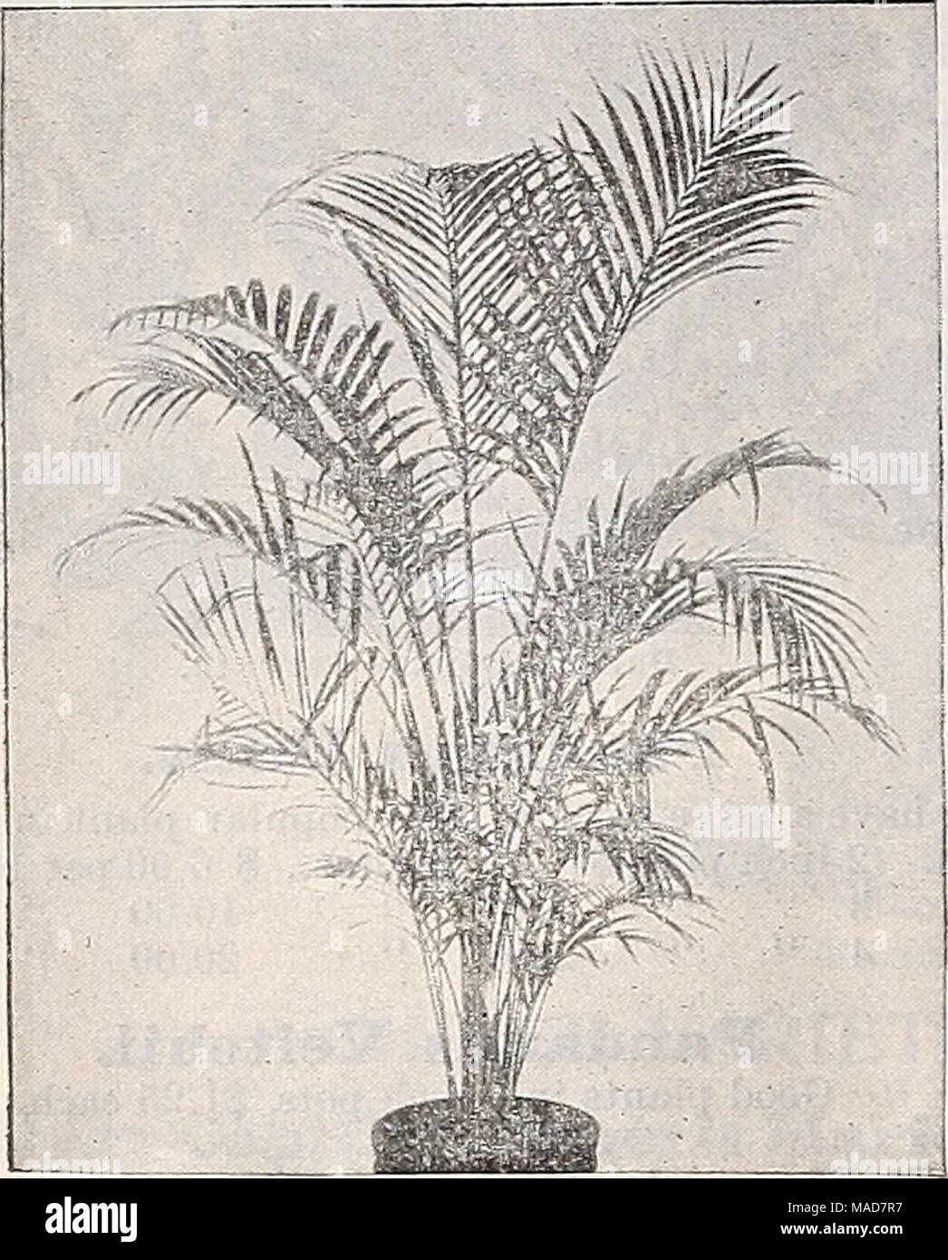 . Dreer trimestrale del listino all'ingrosso di bulbi vegetali di piante e semi di fiori per caduta la semina implementa, fertilizzanti e requisiti . Aeeca Ldtescens, Areca Lutescens. Offriamo una bella partita di pulire thrifty piante di questa graziosa e varietà popolare. Pollice pentole. Altezza. Per doz. 3 $1 25 6 Molto folte. 28 a 30 ins 12 00 ciascuna. 7 " " da 32 a 36 8 " " 36 42 8 " " da 42 a 48 10 Heavy singole piante. 48 54 12 1 50 2 50 3 00 fi 00 60 a 72 ins 7 50 per 100 $10 00 100 00 per doz. 18 00 30 00 36 00 Areca Verschafelti. Questa varietà è sempre molto scarse. Offriamo una fi Foto Stock